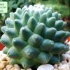 Mammillaria_ polythele _nudum_ 04